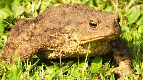 Common Toad Breathing Expanding Vocal Sac Stock Footage Video (100% ...