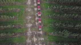 a tractor with trailers from apples is riding along the road with an apple orchard on two sides in the summer in the field.
