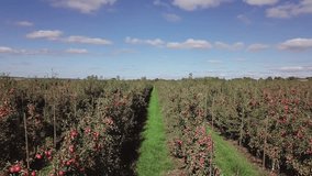 red apples are ripening on apple trees that planted in rows in the field for sale. Landscape of summer garden. Camera motion forward