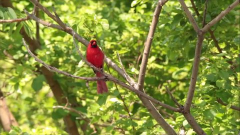 Male cardinal singing its bird song perched in tree.  Songbird singing.  