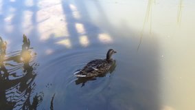 Video of ducks swimming in water. 