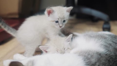cat feeds two cute white kittens . little cute kitten sleeping next to cat mom. cat family care love friendship and understanding. cute pets funny video. little white cute kitten and adult cat