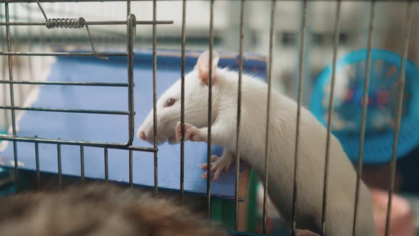 white mouse cage