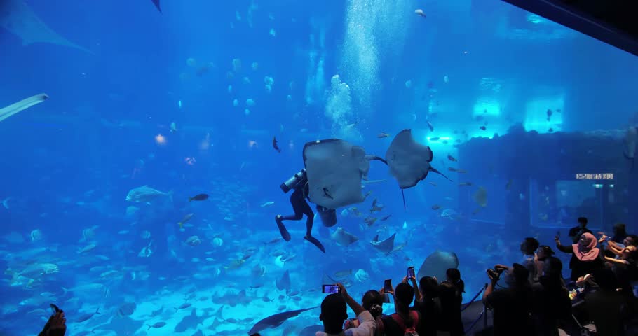 okinawa churaumi aquarium 4k okinawa churaumi aquarium 4k