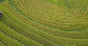 Top view of beautiful Vietnam landscapes with terraces rice field. Rice fields on terraced of Sapa, Lao Cai. Royalty high-quality free stock footage landscape of terrace rice fields at Vietnam