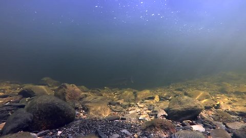 Big Wild Atlantic Salmon in Norway swims close to under water camera