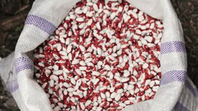 The farmers mens hands take a handful of red-white beans from the bag. Close-up slow motion 4k resolution video