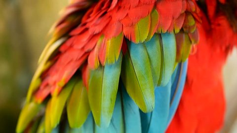Close up of Red Amazon Scarlet Macaw parrot or Ara macao, in tropical jungle forest. Wildlife Colorful selective focus portrait of bird with vibrant feathers from exotic nature.