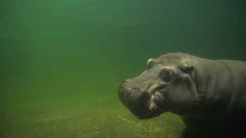 Hippopotamus swimming underwater in aquarium
