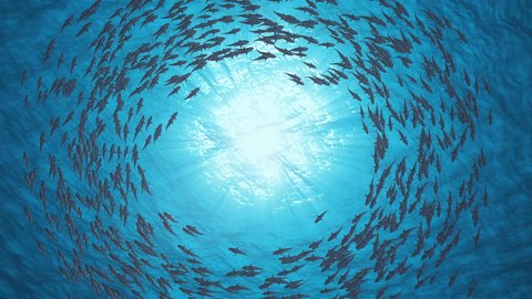 School Of Fish.Sharks swim in a circle.