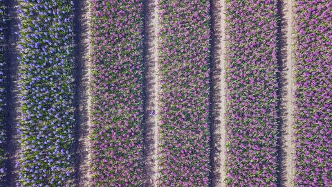 drone fly over purple hyacinth field in netherlands