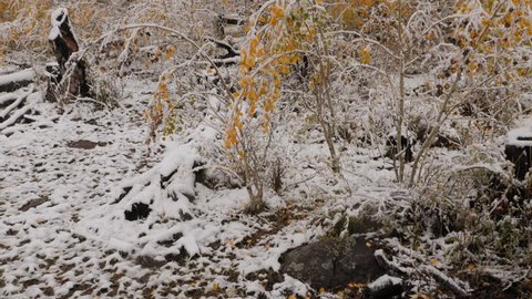 Pan up of fall colors and the the first snow fall of the season.
