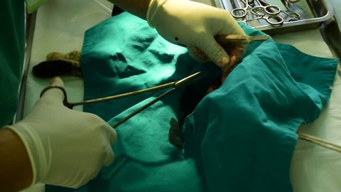 cat under anesthesia on the table while a vet operates her