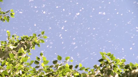 Flowering Poplar. Poplar branches covered with down, which carries the wind. Down flies like snow. Filmed in Russia, Moscow region,  2018. MP4 format, filmed with camera Sony ex 3, MPEG2 HD 1920?1080