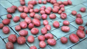 Rural gardener's crop of red skinned potatoes. freshly washed and drying on a tile floor before long term storage for the winter. 4k Ultra HD stock footage