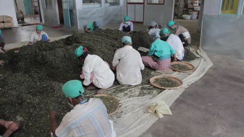2013 06, India, Assam: people sorting tea in tea factory