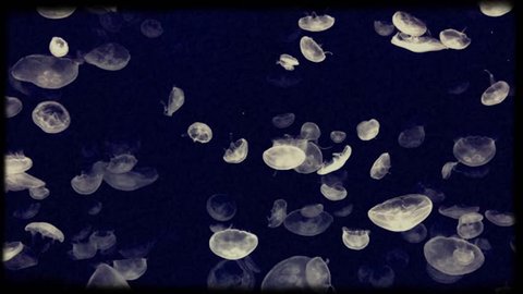 old vintage cinematic look of 8mm film or a simulation of vintage film  or 8mm amateur film of Beautiful jellyfish moving slowly in aquarium in pattern with selective focus