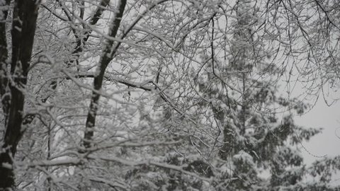 tree branches covered with snow on a background of falling snow, blurred background. Winter season, December, Christmas.