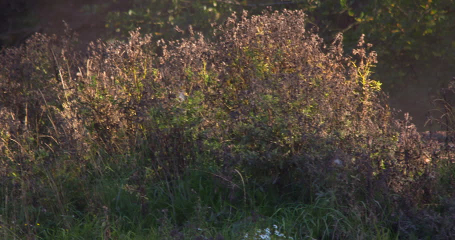 Motocross bike rider dirt track dust skid slow motion
