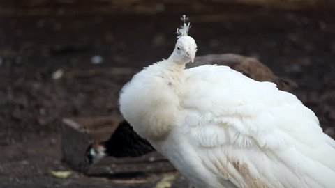 White Indian peafowl cleans its feathers (Pavo cristatus)