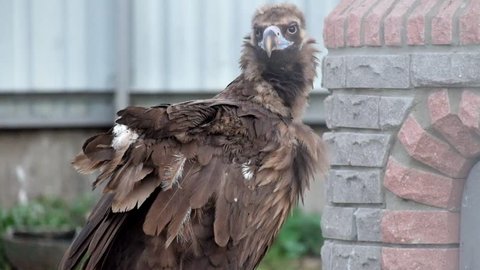 Cinereous vulture in captivity. Large raptorial bird known as the black vulture (Aegypius monachus)