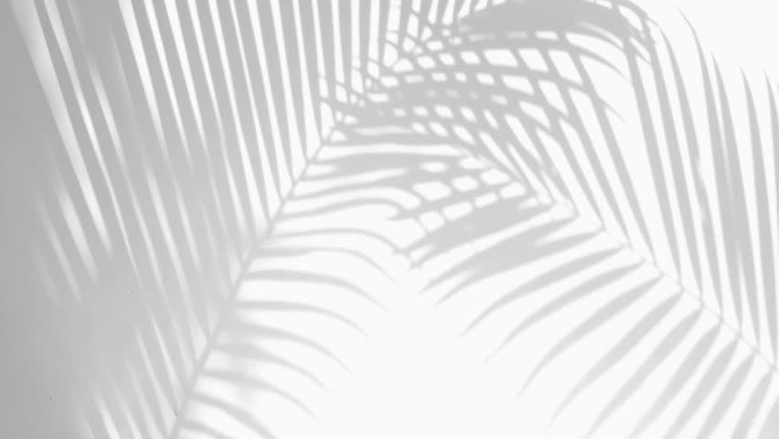 closeup the motion of shadow palm leaves on a white wall background. Royalty-Free Stock Footage #1018648549