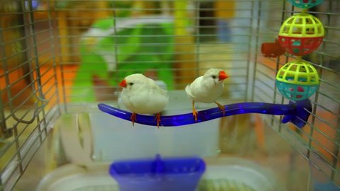 Two birds in a cage are looking funny - Closeup angle of two cute birds moving around their cage looking at the camera with curiosity