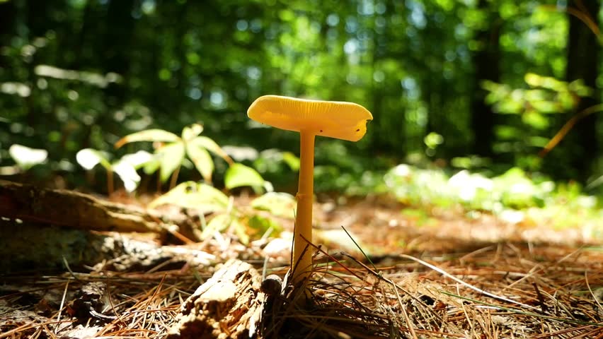 Light Yellow mushroom on trail in woods