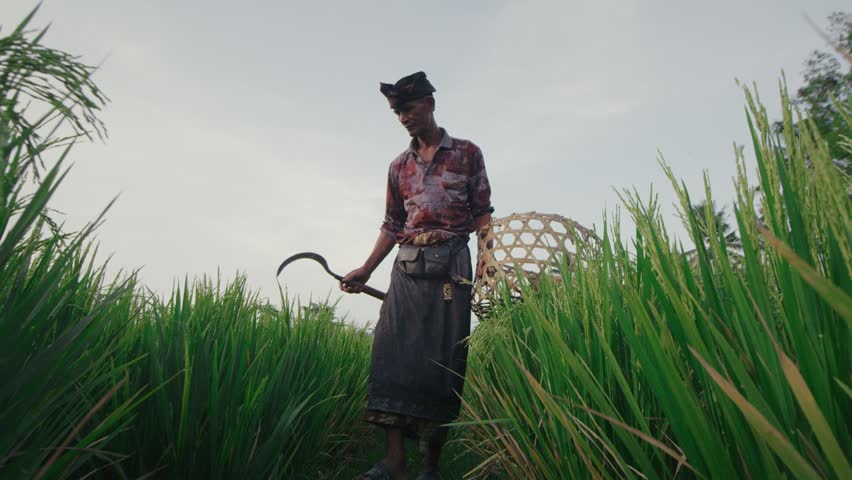 South Asian farmer cultivating plants in a field. Portrait of indian man with basket and sickle Royalty-Free Stock Footage #1018657876