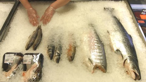 Fish layout in the supermarket. 2 Shots. Time lapse. 
Store worker puts fish in a special container with ice. Presented here are: sea bass, dorada, trout amber, halibut piece, salmon. 