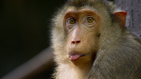 Southern pig-tailed macaque (Macaca nemestrina) portrait