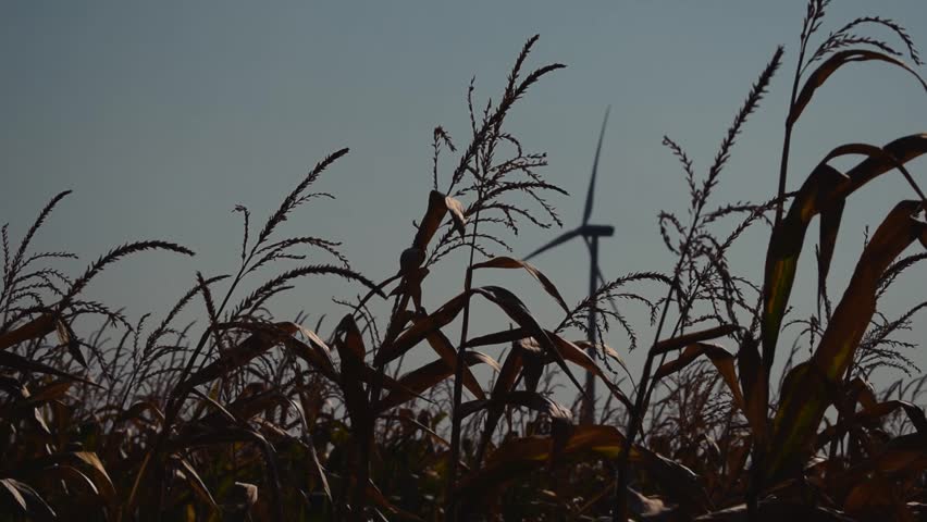 Slow Motion. Wind Turbine operating in the background while corn plants are swaying in front of us in the forground.