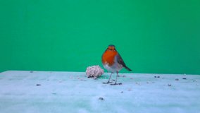 European Robin (Erithacus rubecula or robin redbreasteats) eats a ball of seeds with Green Screen or Chroma key in a sunny winter day. Documentary about Nature, Birds and Wildlife Full HD Video.