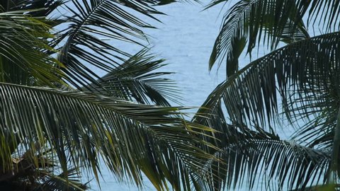 A glance of the ocean through the tops of a couple palm trees rustling in the wind