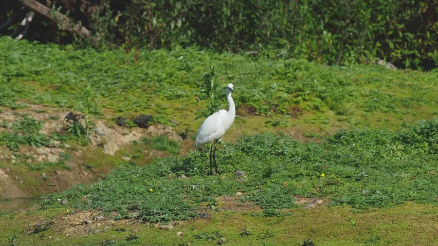 Little Egret ( Egretta garzetta ) 