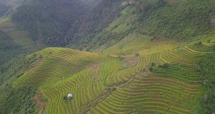 Aerial view above of Vietnam landscapes with terraces rice field. Rice fields on terraced of Mu Cang Chai, YenBai. Royalty high-quality free stock video landscape of terrace rice fields in Vietnam