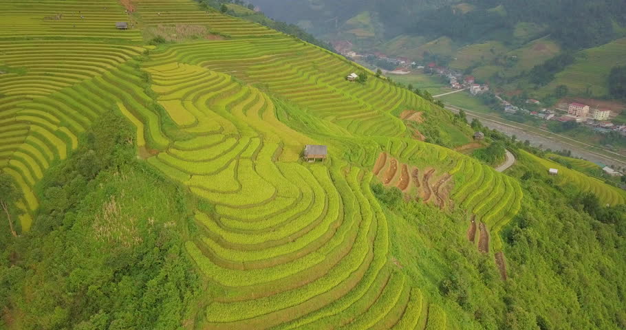 Vietnam landscapes. Rice fields on terraced of Mu Cang Chai, YenBai, Vietnam. Royalty high-quality free stock footage of beautiful terrace rice fields prepare the harvest at Northwest Vietnam