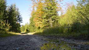 Mountain road in the forest. Stream on forest road - Powered by Shutterstock - Get 15% off with code: PIKWIZARD15