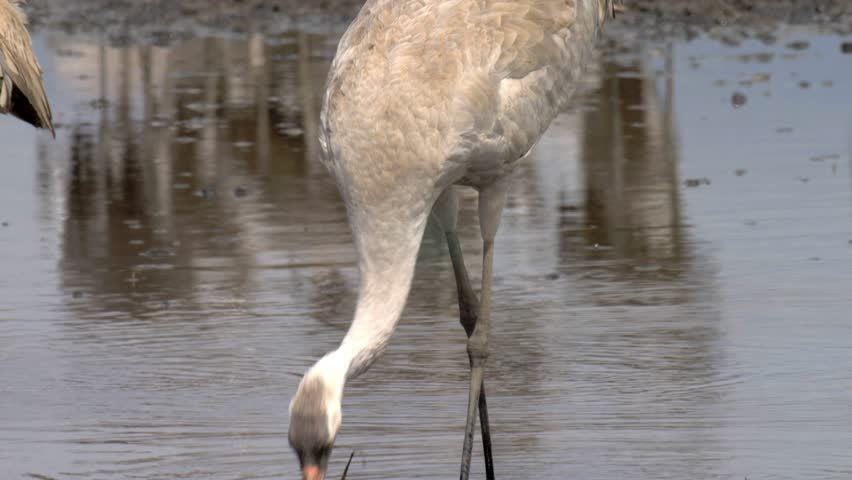 Common cranes drinking water, Hula Valley, Israel