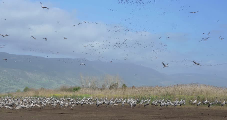 Common Cranes flying migration
Common Cranes in Agamon, migration, Hula valley, Israel
