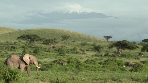 African Elephant (Loxodonta africana)  family  in grasslands, with Mount Kilimanjaro in background, Amboseli N.P. Kenya.