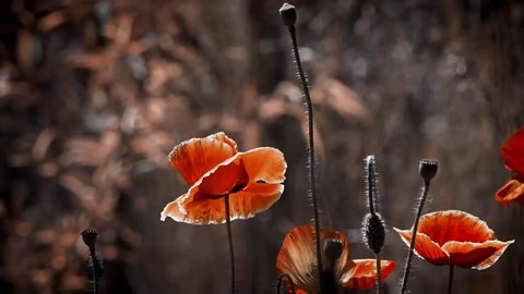 Population of poppies.Blood red in the brand.Bright background in poppy.Blossoming poppies on a dark background.Transparent red in the poppy petals.