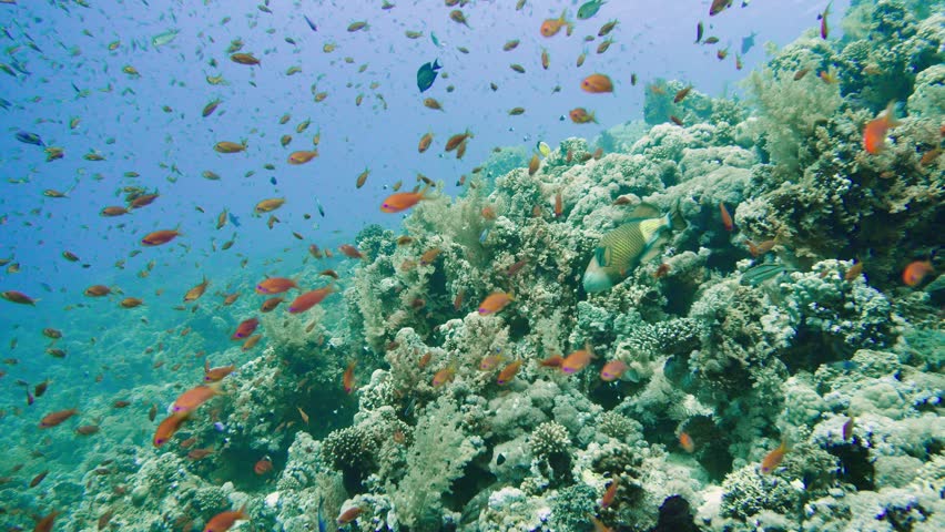 School of tropical fish in a colorful coral reef with water surface in background, Red sea, Egypt. 4k Royalty-Free Stock Footage #1018675738