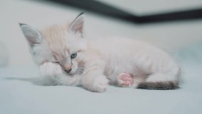 little white cute kitty licks paw. little kitty cat with blue eyes washes a cute funny video. pet kitten lifestyle concept
