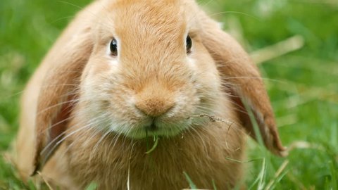 Closeup Brown fluffy bunny or rabbit eating grass స్టాక్ వీడియో