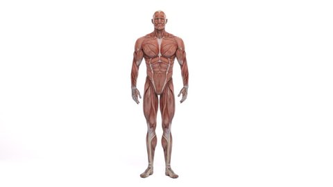 Male model with the muscle tissues mapping on his body rotating 360 degree 