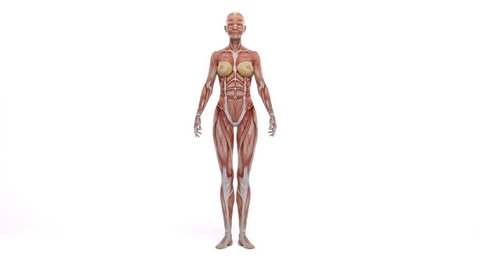Female model with the muscle tissues mapping on her body rotating 360 degree, 3D render