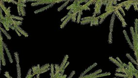 prickly branches of a coniferous tree on the edges of the screen on an isolated background
