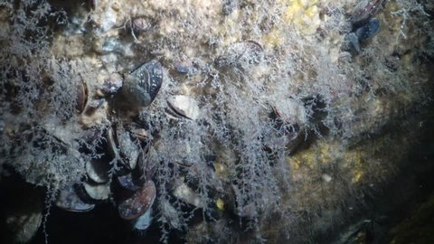 Colonies of Hydroid 