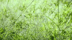 grass flowers movement nature motion footage clip